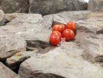 Dwarf Mohamed Micro Tomato Seeds