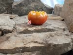 Dwarf Mountain Princess Tomato