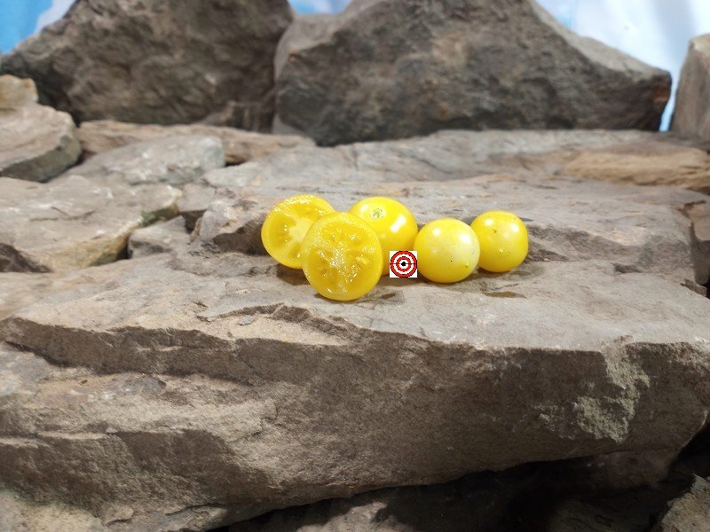 Dwarf Nebolshoy Limon Micro Tomato