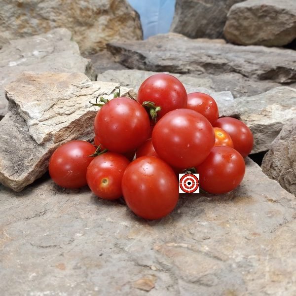 Dwarf One Eyed Willie Tomato