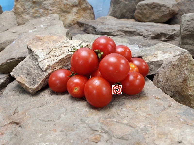 Dwarf One Eyed Willie Tomato