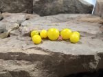 Dwarf Paulinchen Micro Tomato Seeds
