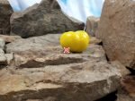 Dwarf Phils Ivory Beauty Tomato