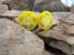 Dwarf Phils Ivory Beauty Tomato Seeds