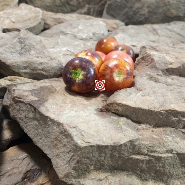 Dwarf Raspberry Burst Tomato