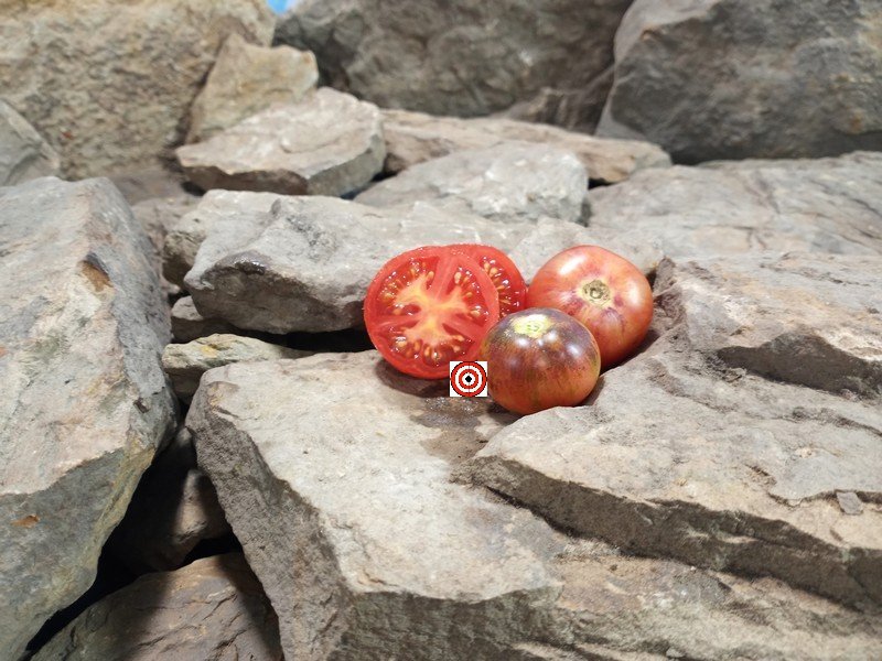 Dwarf Raspberry Burst Tomato Bicolored Tomatoes Dwarf Raspberry Burst Tomato Bicolored Tomatoes
