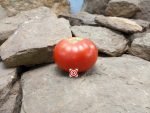 Dwarf Red Ryder Tomato