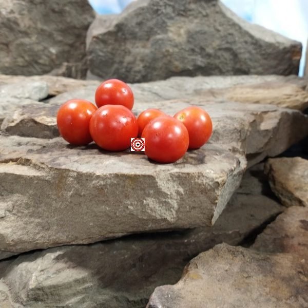 Dwarf Superbunny Micro Tomato
