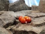 Dwarf Superbunny Micro Tomato Cherry Tomatoes