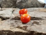 Dwarf Superbunny Micro Tomato Seeds