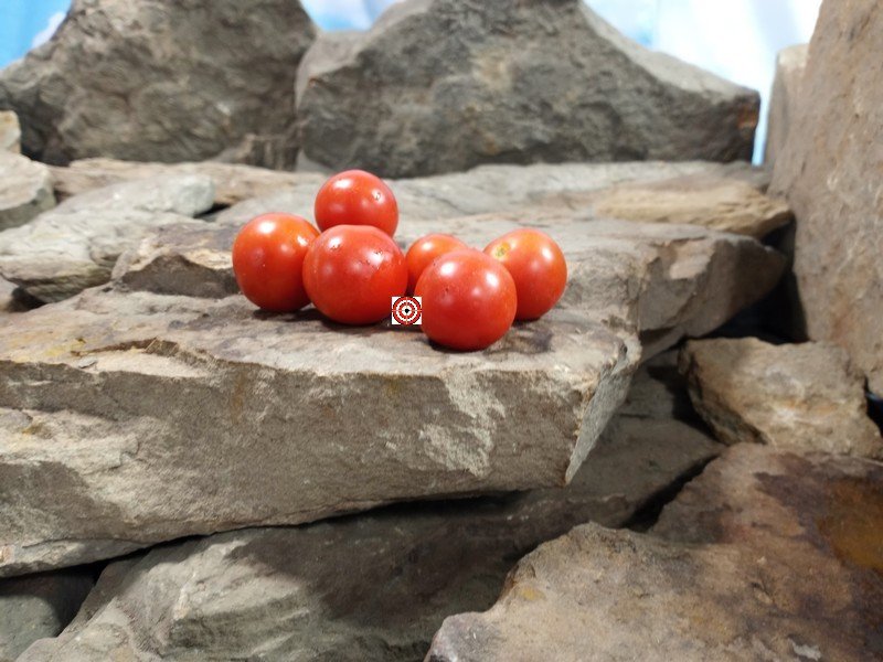 Dwarf Superbunny Micro Tomato