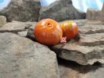 Eagle Creek Pew Filler Tomato Large Tomatoes