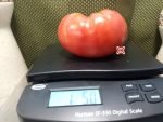 Eastern Kentucky Pink Tomato