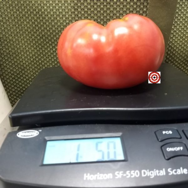 Eastern Kentucky Pink Tomato