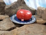 Eastern Kentucky Pink Tomato Giant Tomatoes