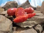 Eastern Kentucky Pink Tomato Heirloom Tomatoes