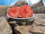 Eastern Kentucky Pink Tomato Sandwich Tomatoes