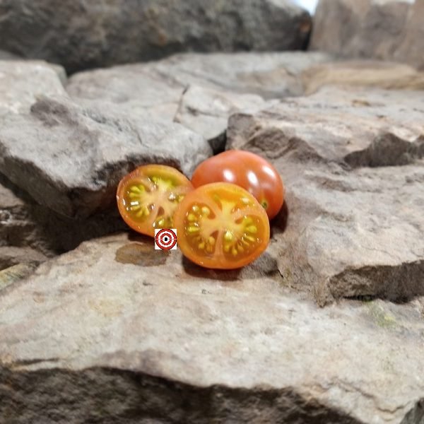 Elk Creek Tomato