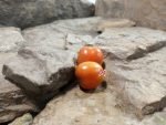 Elk Creek Tomato Cherry Tomatoes