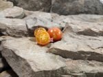 Elk Creek Tomato Heirloom Tomatoes