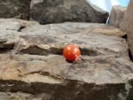 Elk Creek Tomato Seeds