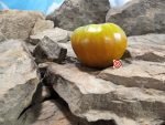 Elsers Farm Brown Derby Tomato
