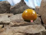 Elsers Farm Brown Derby Tomato Seeds