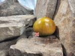 Elsers Farm Brown Derby Tomato Slicing Tomatoes