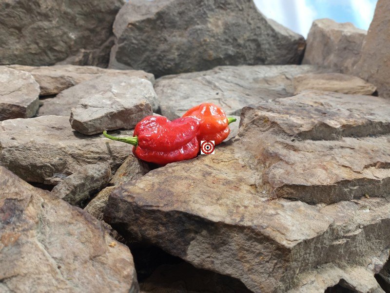 Elysium Oxide Scotch Bonnet Red Pepper