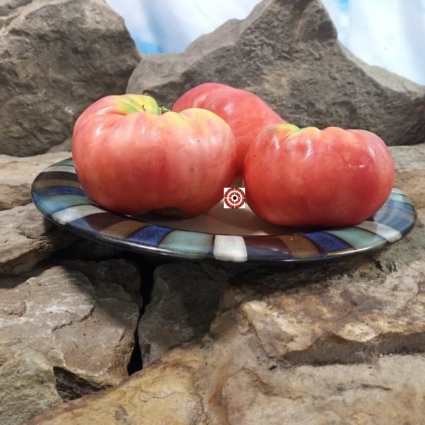 Epsteins PL Tomato