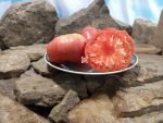 Epsteins PL Tomato Giant Tomatoes