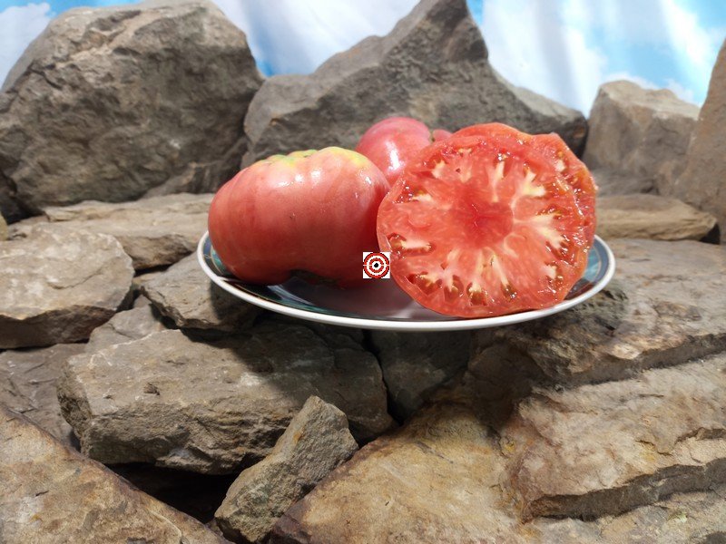 Epsteins PL Tomato Giant Tomatoes Epsteins PL Tomato Giant Tomatoes