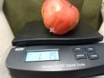 Epsteins PL Tomato Large Tomatoes
