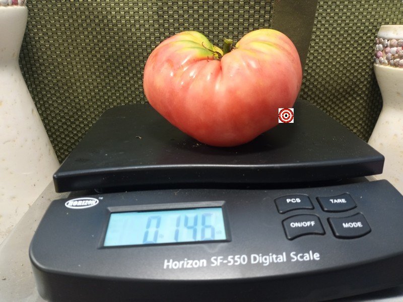 Epsteins PL Tomato Seeds Epsteins PL Tomato Seeds