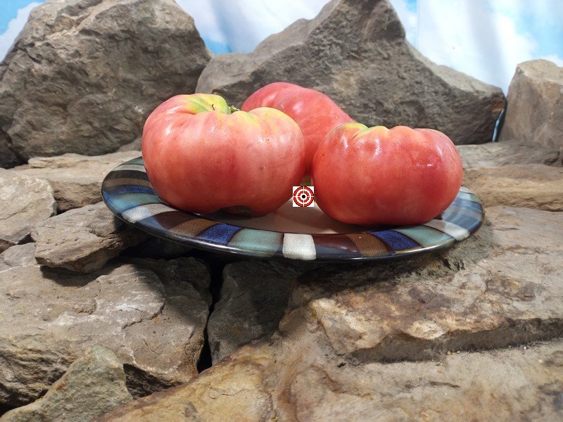 Epsteins PL Tomato