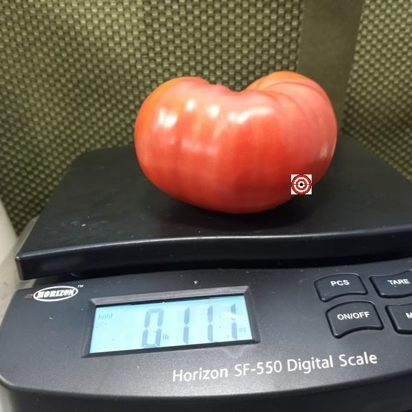Evan Shewmaker Tomato