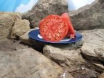 Evan Shewmaker Tomato Beefsteak Tomatoes