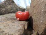 Evan Shewmaker Tomato Heirloom Tomatoes