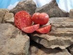 Evan Shewmaker Tomato Red Tomatoes