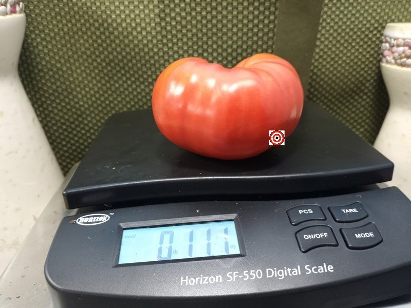 Evan Shewmaker Tomato