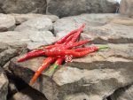 Goats Weed Pepper