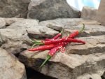 Goats Weed Pepper Cooking Peppers