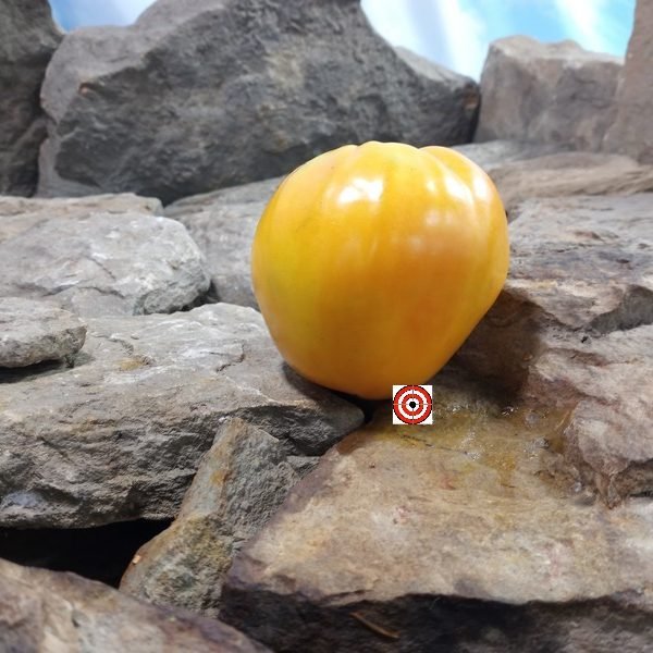 Gold Heart Tomato