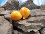 Gold Heart Tomato Seeds