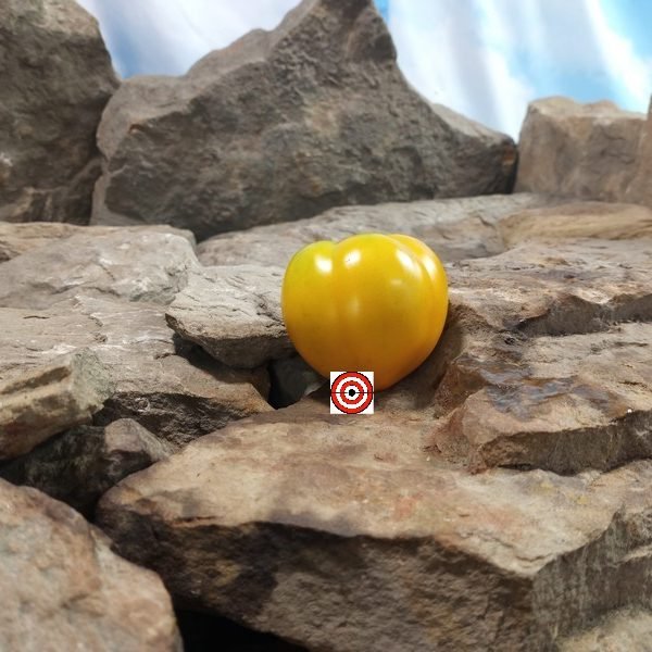 Gold Locket Dwarf Tomato