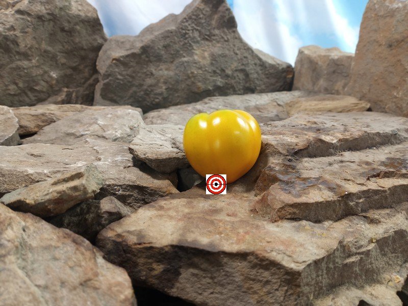 Gold Locket Dwarf Tomato