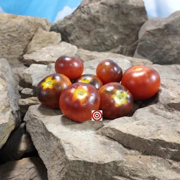 Goluboy Les Tomato