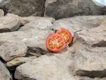 Goluboy Les Tomato Bicolored Tomatoes