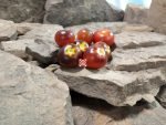 Goluboy Les Tomato Blue Tomatoes