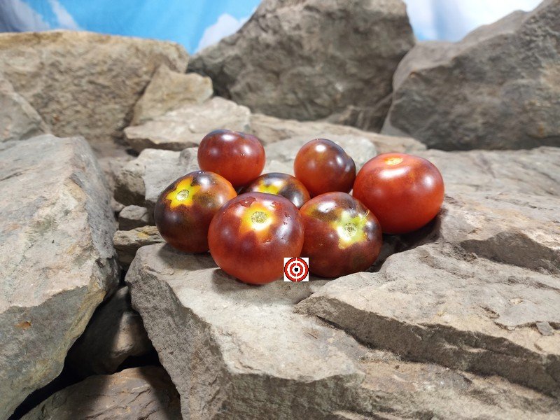 Goluboy Les Tomato